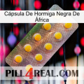 Cápsula De Hormiga Negra De África new11